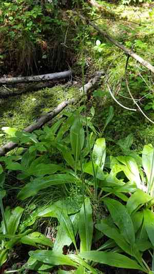 Pennsylvania saxifrage(Micranthes pensylvanica)