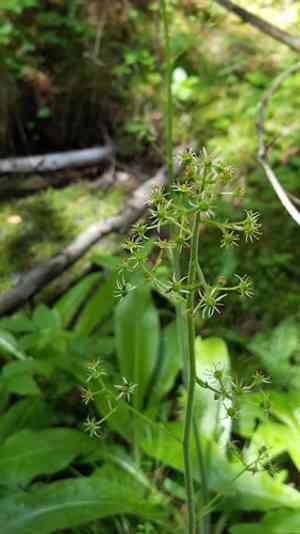 Pennsylvania saxifrage(Micranthes pensylvanica)
