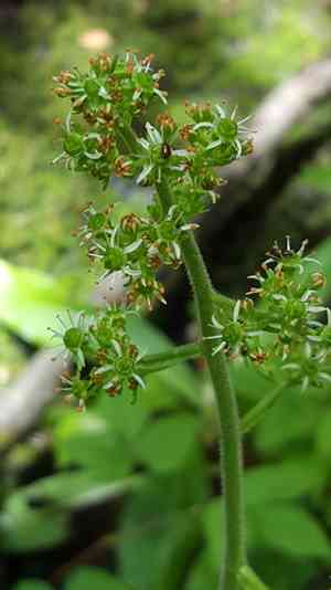 Pennsylvania saxifrage(Micranthes pensylvanica)