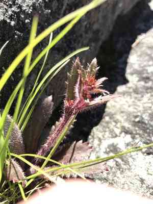 Michaux's saxifrage(Micranthes petiolaris)
