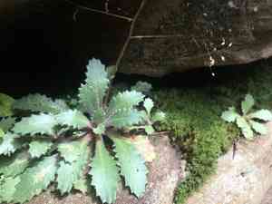 Michaux's saxifrage(Micranthes petiolaris)