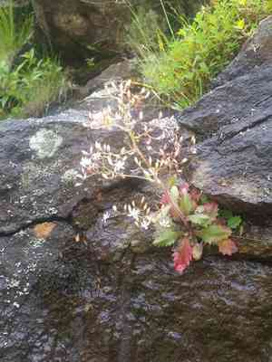 Michaux's saxifrage(Micranthes petiolaris)