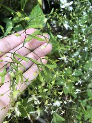 Michaux's saxifrage(Micranthes petiolaris)