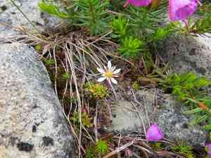 Tolmie's saxifrage(Micranthes tolmiei)