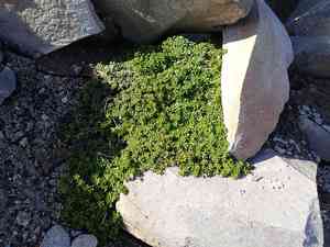 Tolmie's saxifrage(Micranthes tolmiei)