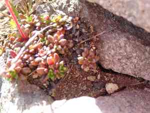 Tolmie's saxifrage(Micranthes tolmiei)