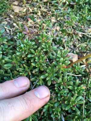 Tolmie's saxifrage(Micranthes tolmiei)