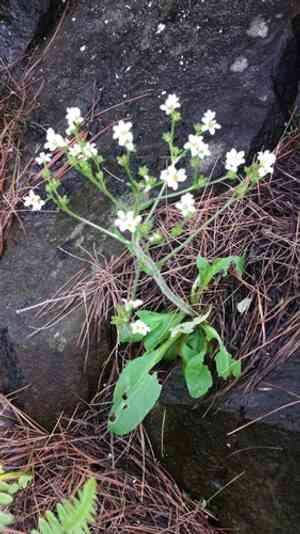Early Saxifrage(Micranthes virginiensis)