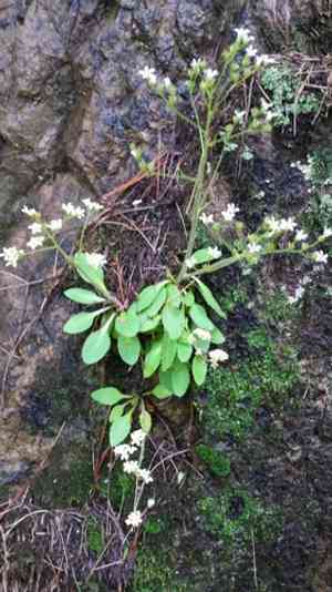 Early Saxifrage(Micranthes virginiensis)
