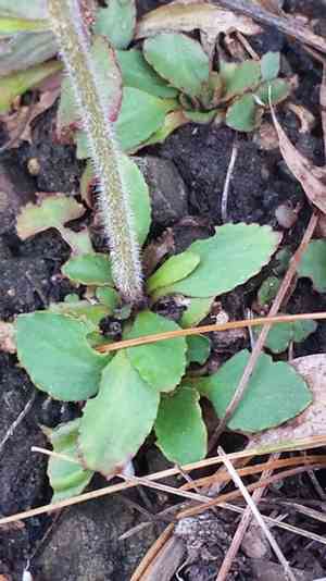 Early Saxifrage(Micranthes virginiensis)