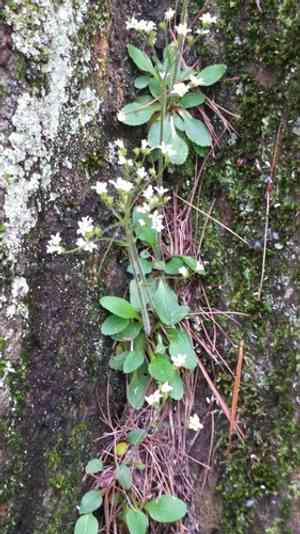 Early Saxifrage(Micranthes virginiensis)