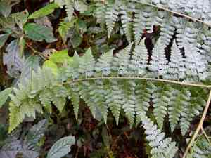 Limpleaf fern(Microlepia speluncae)