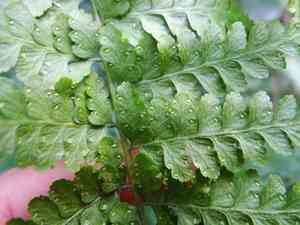 Limpleaf fern(Microlepia speluncae)