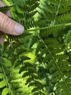 Limpleaf fern(Microlepia speluncae)