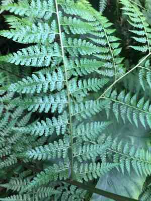 Limpleaf fern(Microlepia speluncae)