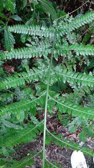 Palapalai(Microlepia strigosa)