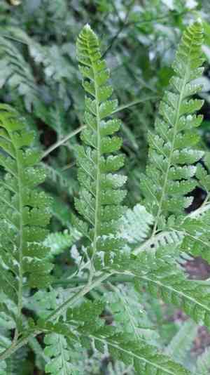 Palapalai(Microlepia strigosa)