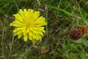 Cutleaf silverpuffs(Microseris laciniata)