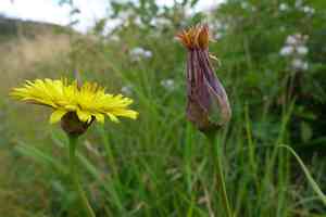 Cutleaf silverpuffs(Microseris laciniata)