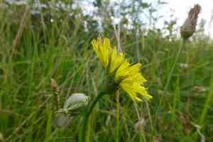 Cutleaf silverpuffs(Microseris laciniata)