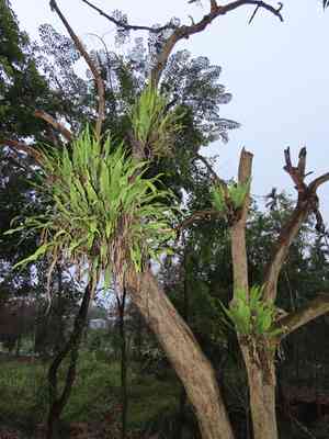 Fishtail fern(Microsorum punctatum)