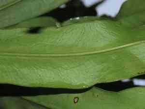 Fishtail fern(Microsorum punctatum)