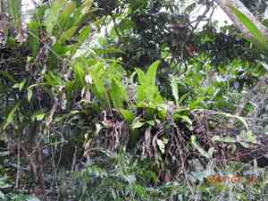 Fishtail fern(Microsorum punctatum)