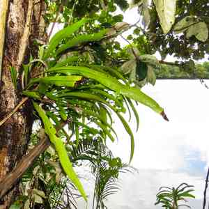Fishtail fern(Microsorum punctatum)