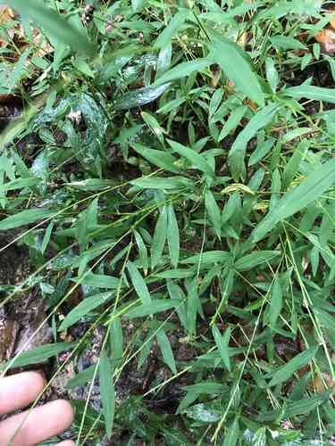 Japanese stiltgrass(Microstegium vimineum)