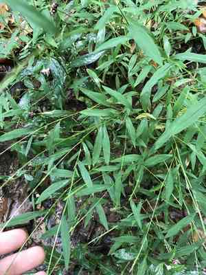 Japanese stiltgrass(Microstegium vimineum)