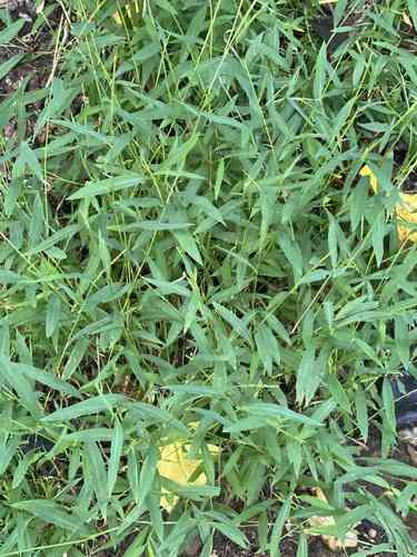 Japanese stiltgrass(Microstegium vimineum)