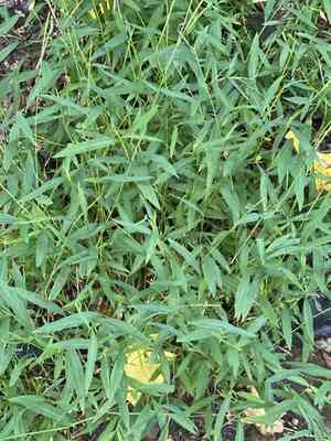 Japanese stiltgrass(Microstegium vimineum)