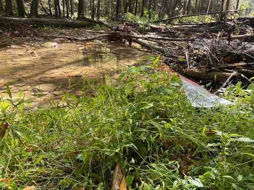 Japanese stiltgrass(Microstegium vimineum)