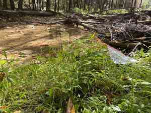 Japanese stiltgrass(Microstegium vimineum)