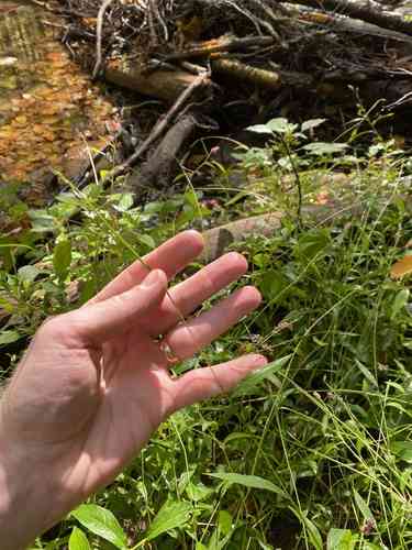 Japanese stiltgrass(Microstegium vimineum)