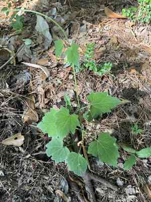 Florida keys hempvine(Mikania cordifolia)