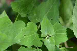 Florida keys hempvine(Mikania cordifolia)