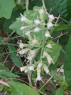 Florida keys hempvine(Mikania cordifolia)