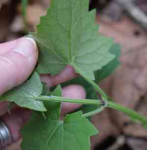 Florida keys hempvine(Mikania cordifolia)