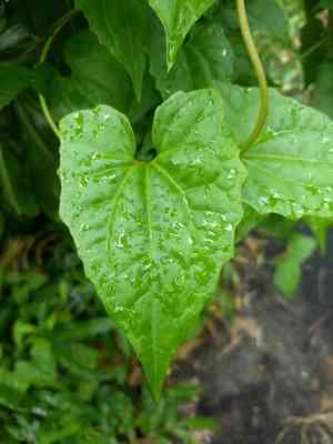 Mile-a-minute(Mikania micrantha)