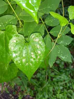 Mile-a-minute(Mikania micrantha)