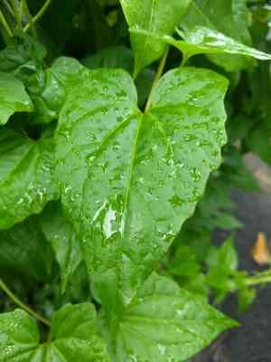 Mile-a-minute(Mikania micrantha)