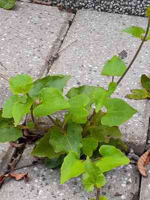 Mile-a-minute(Mikania micrantha)
