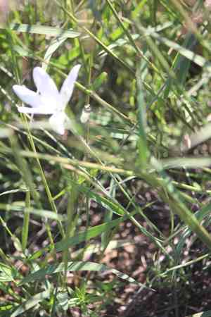 Mexican star(Milla biflora)