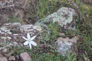 Mexican star(Milla biflora)