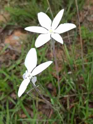 Mexican star(Milla biflora)