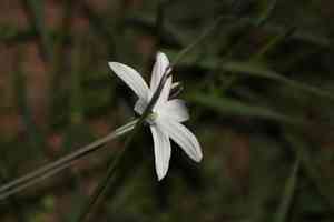 Mexican star(Milla biflora)