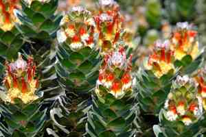 Matchstick pagoda(Mimetes hottentoticus)