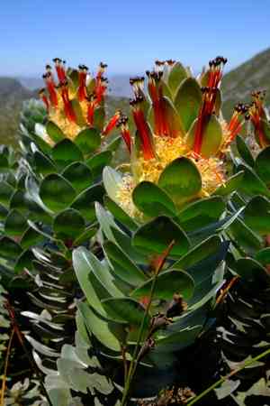 Matchstick pagoda(Mimetes hottentoticus)