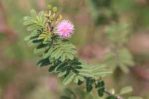Puerto rico sensitive-briar(Mimosa asperata)
